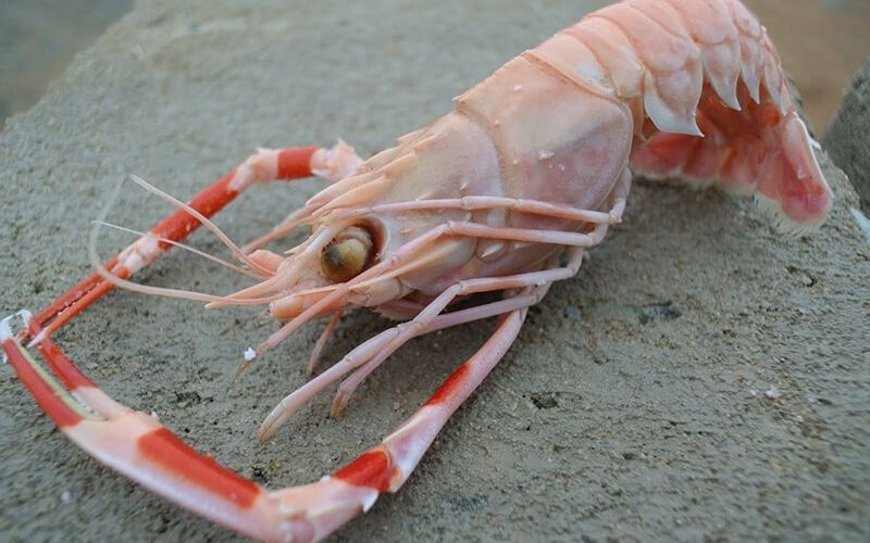 Tôm càng biển (Tôm phốc)