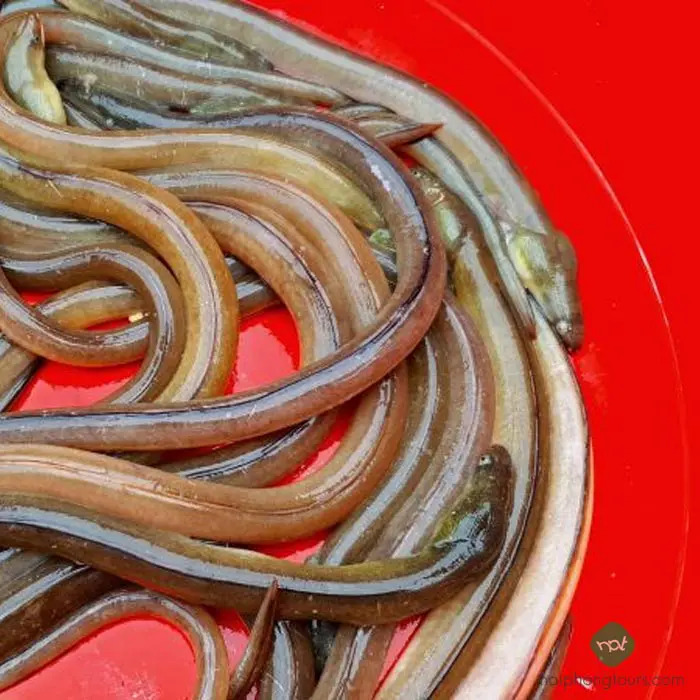 Đôi Nét Về Cá Nhệch Quảng Yên