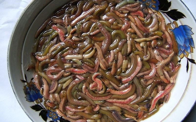 Rươi là con gì? Mua ở đâu và giá bao nhiêu?