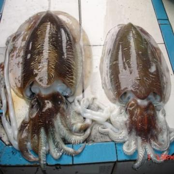 Mực Tươi Hạ Long: Bí Quyết Chọn Mua và Chế Biến Món Ngon Đậm Vị Biển Mực Tươi Hạ Long: Bí Quyết Chọn Mua và Chế Biến Món Ngon Đậm Vị Biển