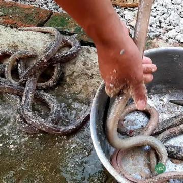 Gỏi Cá Nhệch Quảng Yên: Khám Phá Đặc Sản Độc Đáo Của Đất Mỏ Gỏi Cá Nhệch Quảng Yên: Khám Phá Đặc Sản Độc Đáo Của Đất Mỏ