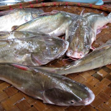 Cá Ba Gai Hạ Long: Đặc Sản Nức Tiếng Và 3 Cách Chế Biến Ngon 