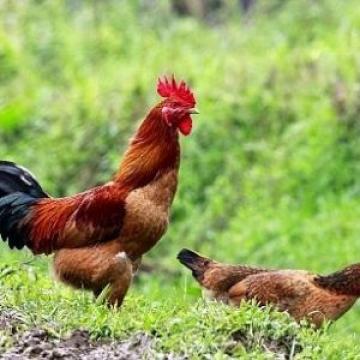 Gà đồi Tiên Yên - Đặc sản Quảng Ninh ăn là nhớ Gà đồi Tiên Yên - Đặc sản Quảng Ninh ăn là nhớ