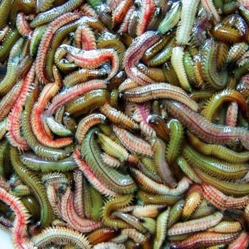 Rươi: Giá Bán, Cách Chọn & Sơ Chế Rươi Tươi Ngon Nhất